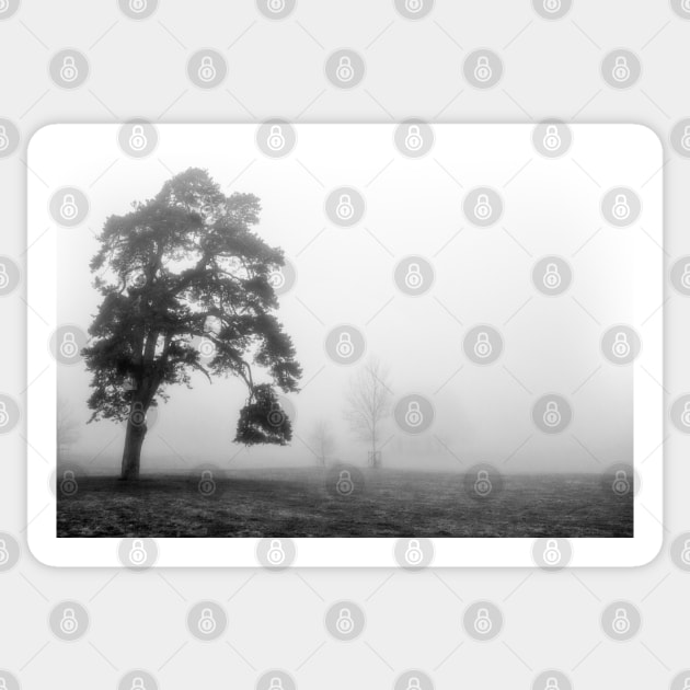 Scots Pine in fog Sticker by heidiannemorris